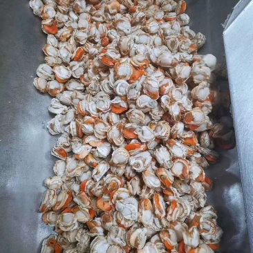 长岛扇贝肉价格面议质量保证带黄率高价格便宜