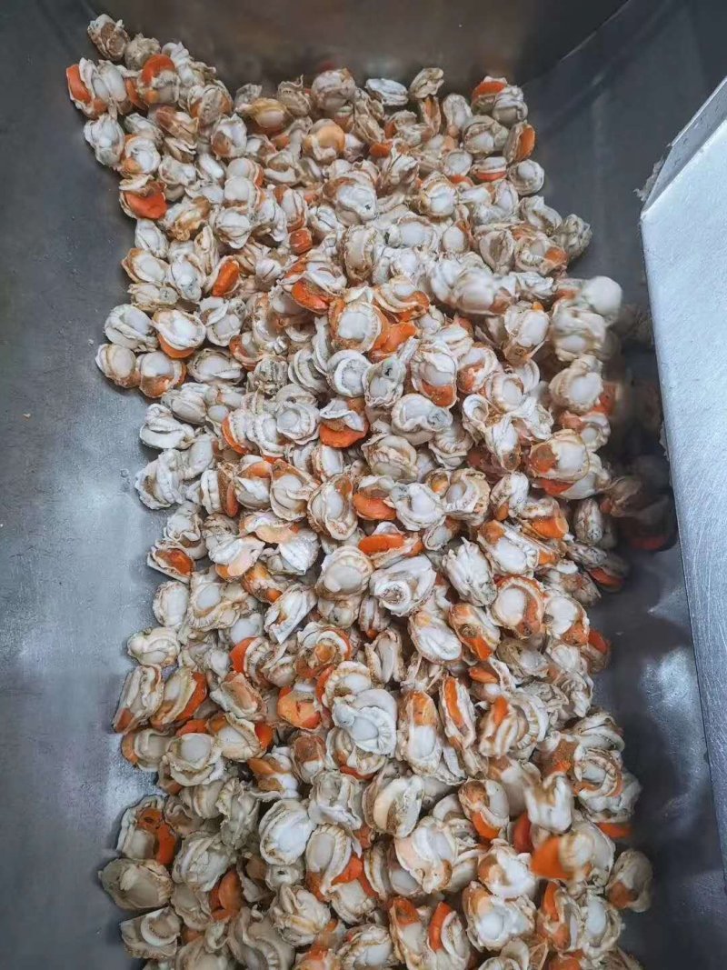 长岛扇贝肉价格面议质量保证带黄率高价格便宜