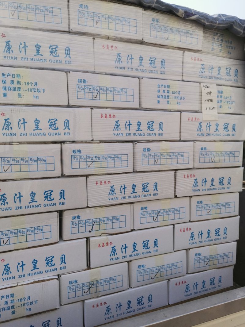 长岛扇贝肉价格面议质量保证带黄率高价格便宜