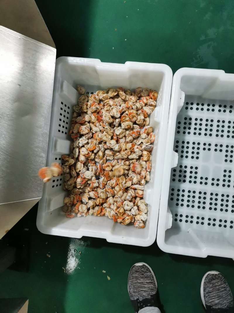 长岛扇贝肉价格面议质量保证带黄率高价格便宜