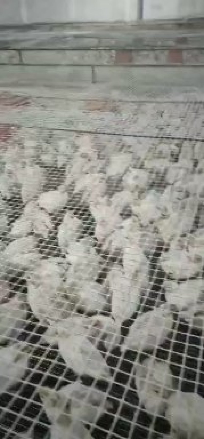 禽畜种苗
