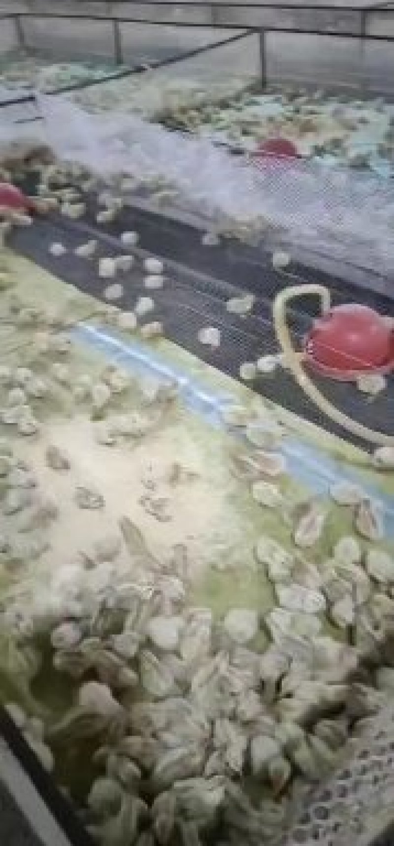 禽畜种苗