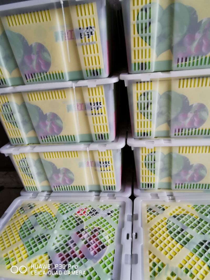 宜宾屏山脆红李金沙江独特的味道