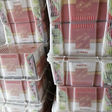 宜宾屏山脆红李金沙江独特的味道