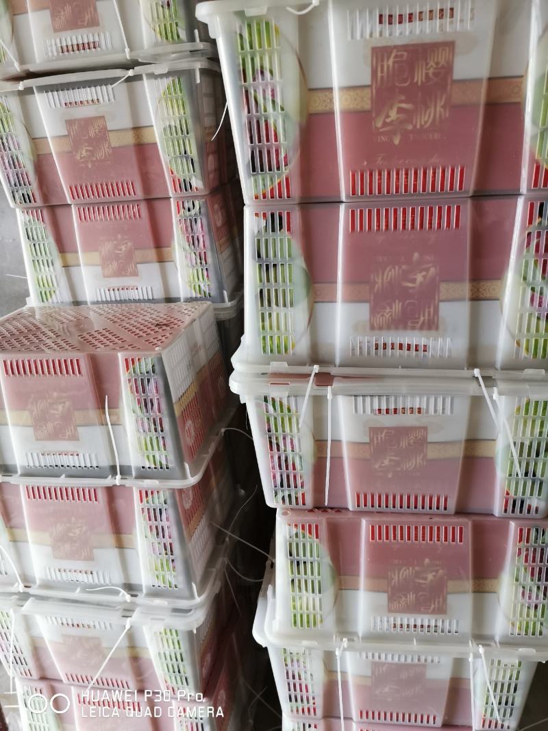 宜宾屏山脆红李金沙江独特的味道