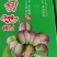 宜宾屏山脆红李金沙江独特的味道