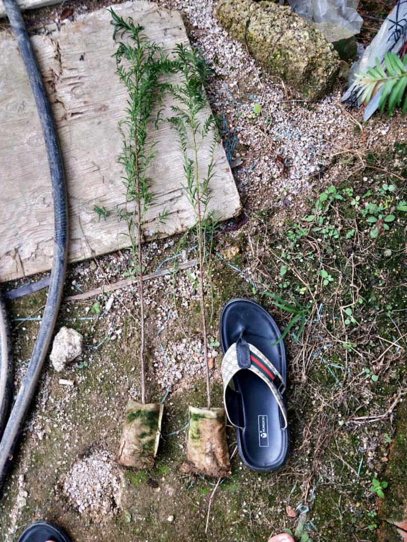 红豆杉，支持现场视屏看货，龙岩永福基地直销
