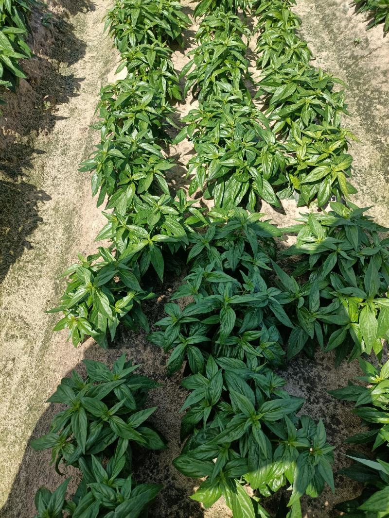 穿心莲一手货源产地直供应商