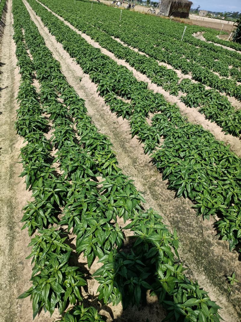 穿心莲一手货源产地直供应商