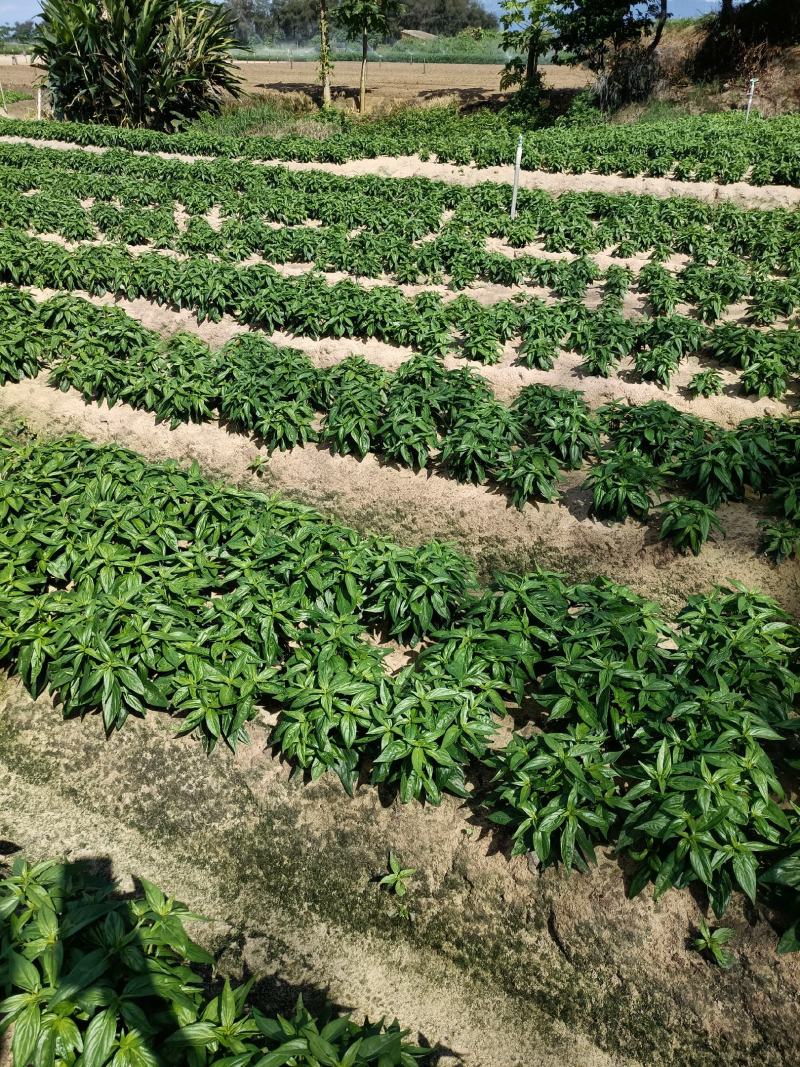 穿心莲一手货源产地直供应商