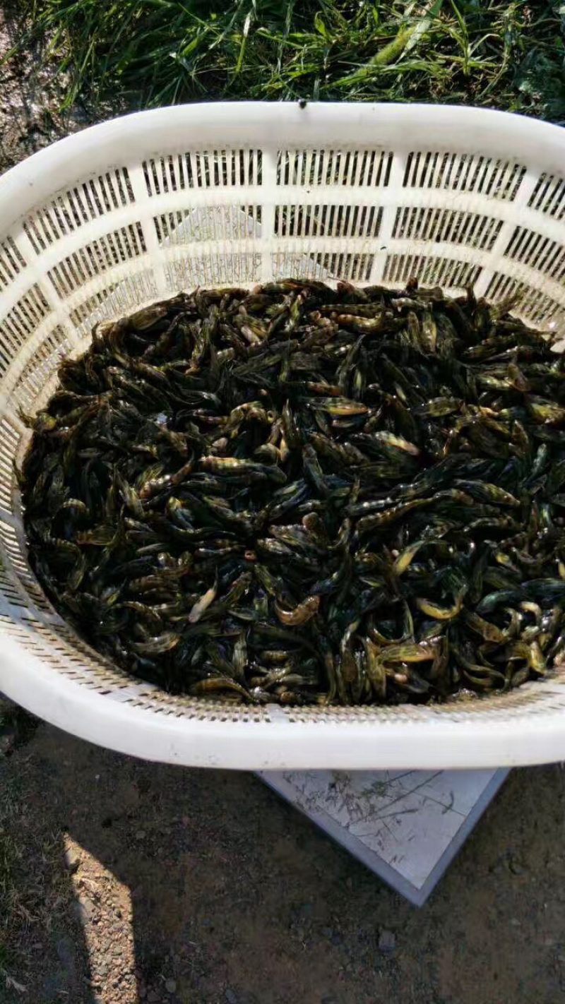 黄颡鱼苗，规格一斤400条左右