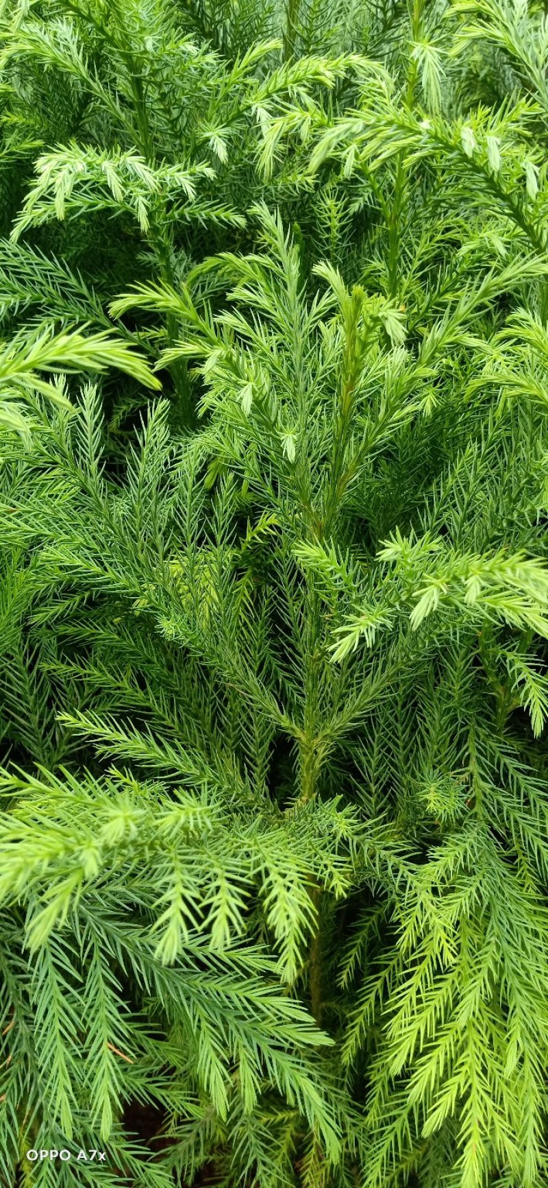 大袋柳杉苗，小袋柳杉苗，苗圃直销，证件齐全