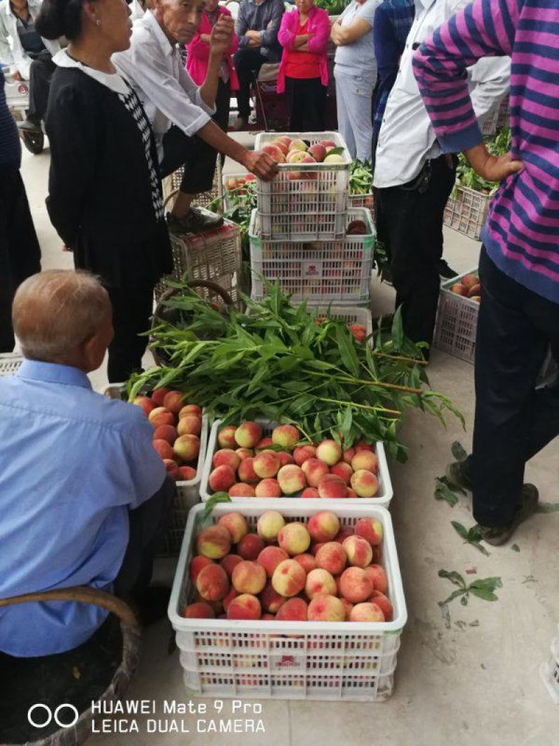 大久保桃，黄土高原离核大精品水蜜桃，口感酸甜