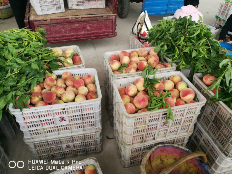 大久保桃，黄土高原离核大精品水蜜桃，口感酸甜