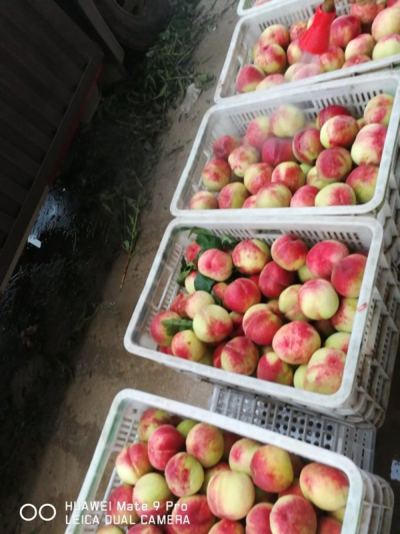 大久保桃，黄土高原离核大精品水蜜桃，口感酸甜