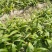 大别山野生药材：白芨，