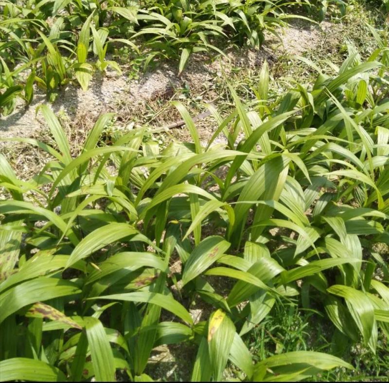 大别山野生药材：白芨，