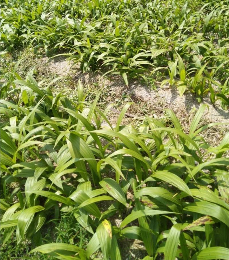 大别山野生药材：白芨，
