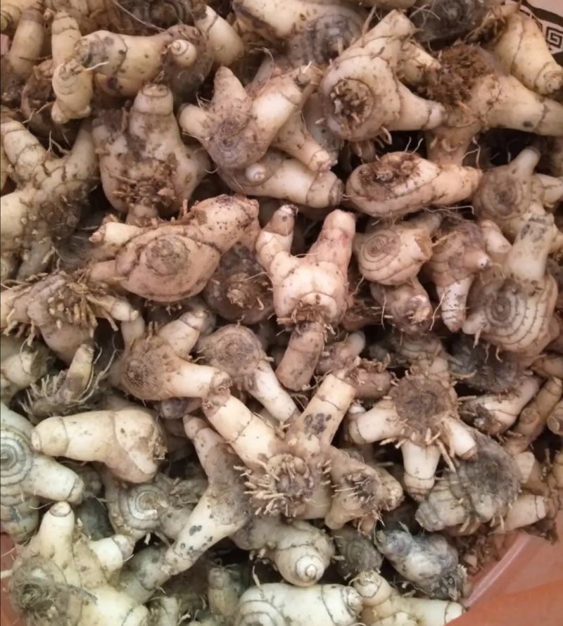 大别山野生药材：白芨，