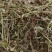 邯郸腾达花生秧