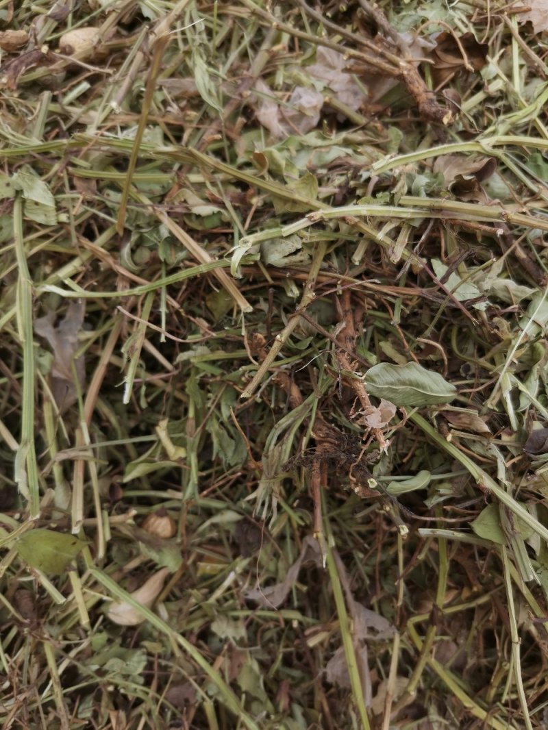邯郸腾达花生秧