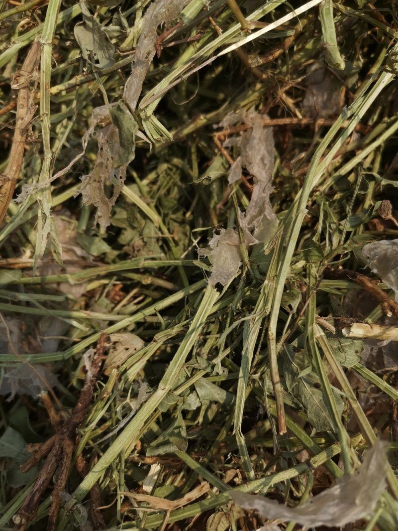 邯郸腾达花生秧