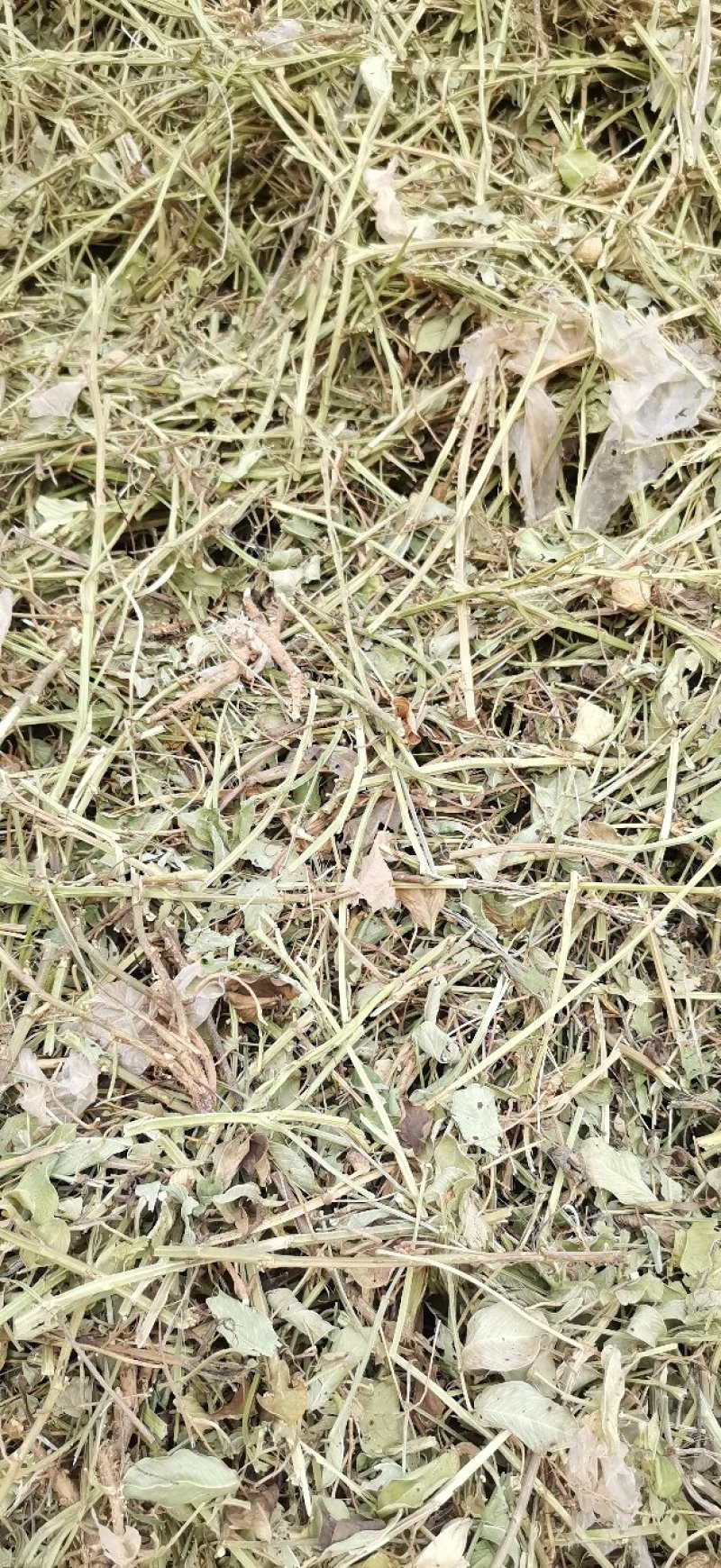 邯郸腾达花生秧