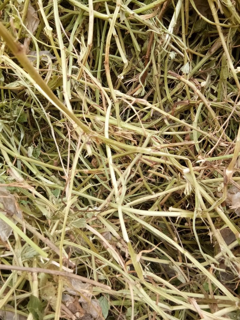 邯郸腾达花生秧