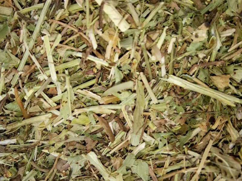 邯郸腾达花生秧