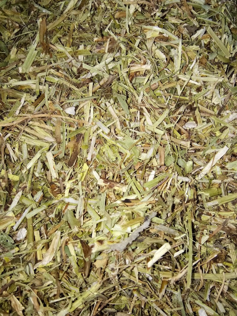 邯郸腾达花生秧