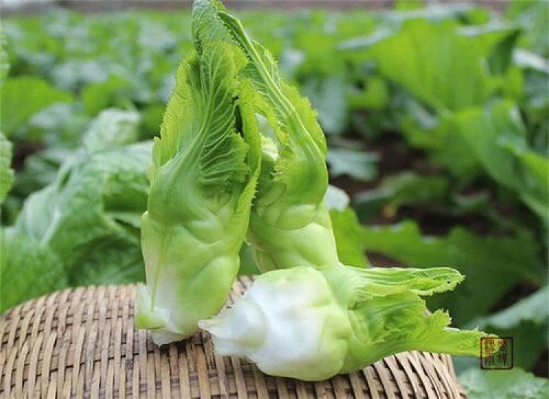🔥儿菜种子重庆早熟儿菜