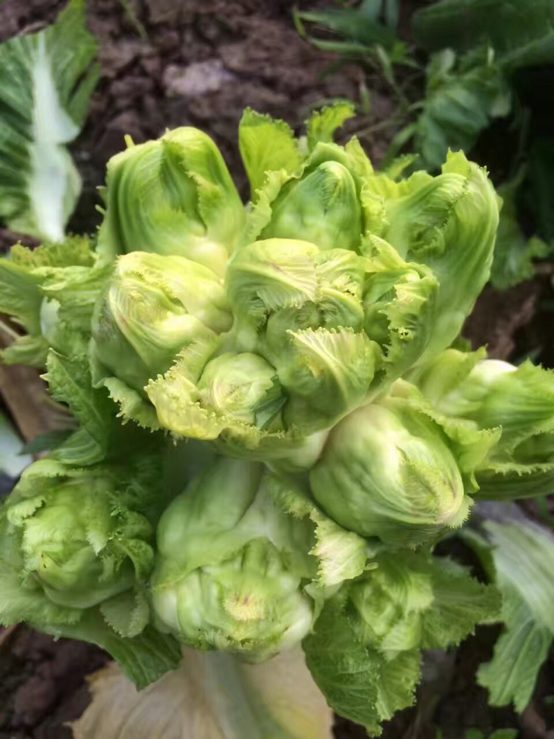 🔥儿菜种子重庆早熟儿菜