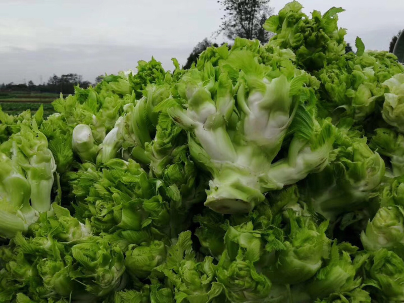 🔥儿菜种子重庆早熟儿菜