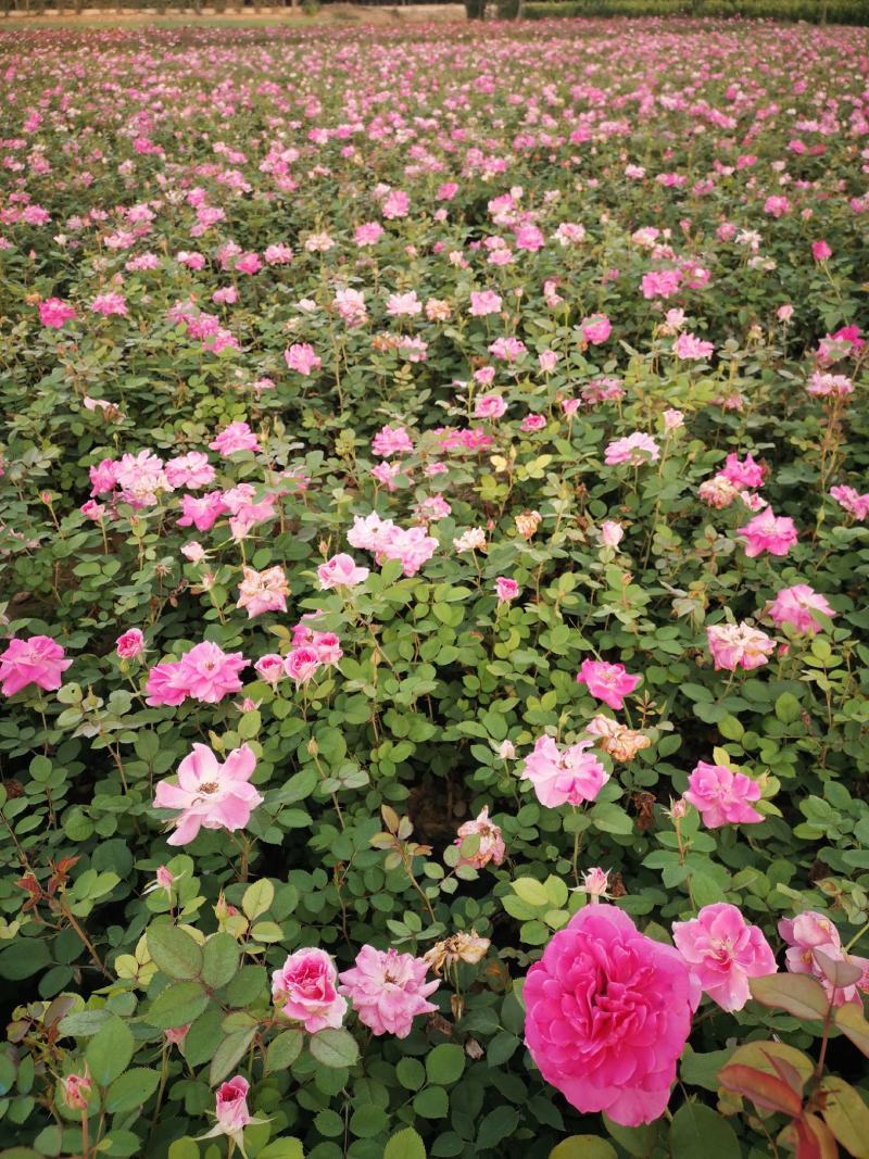 营养杯丰花月季陕西月季仙境粉花月季多分枝月季