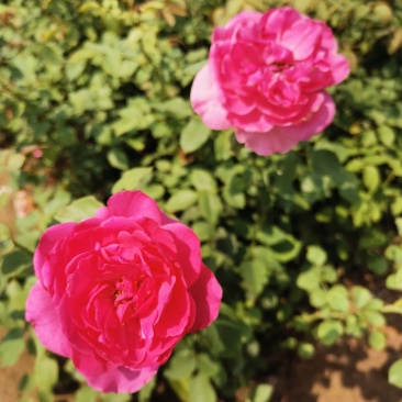 营养杯丰花月季陕西月季仙境粉花月季多分枝月季