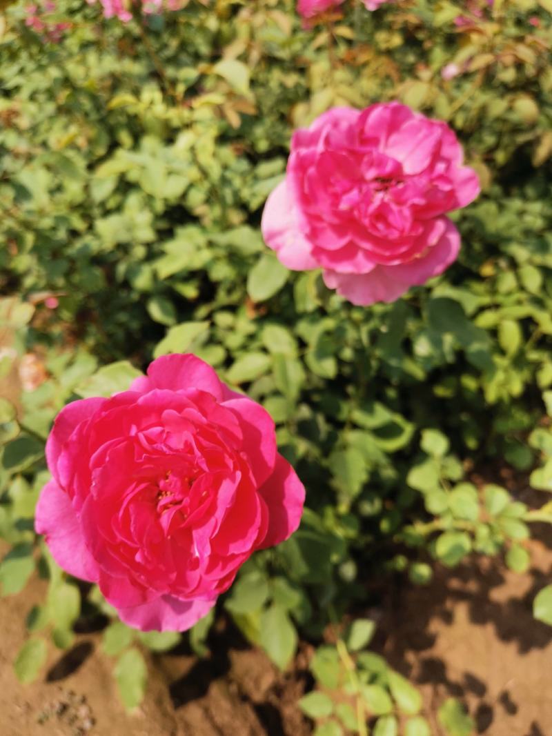 营养杯丰花月季陕西月季仙境粉花月季多分枝月季