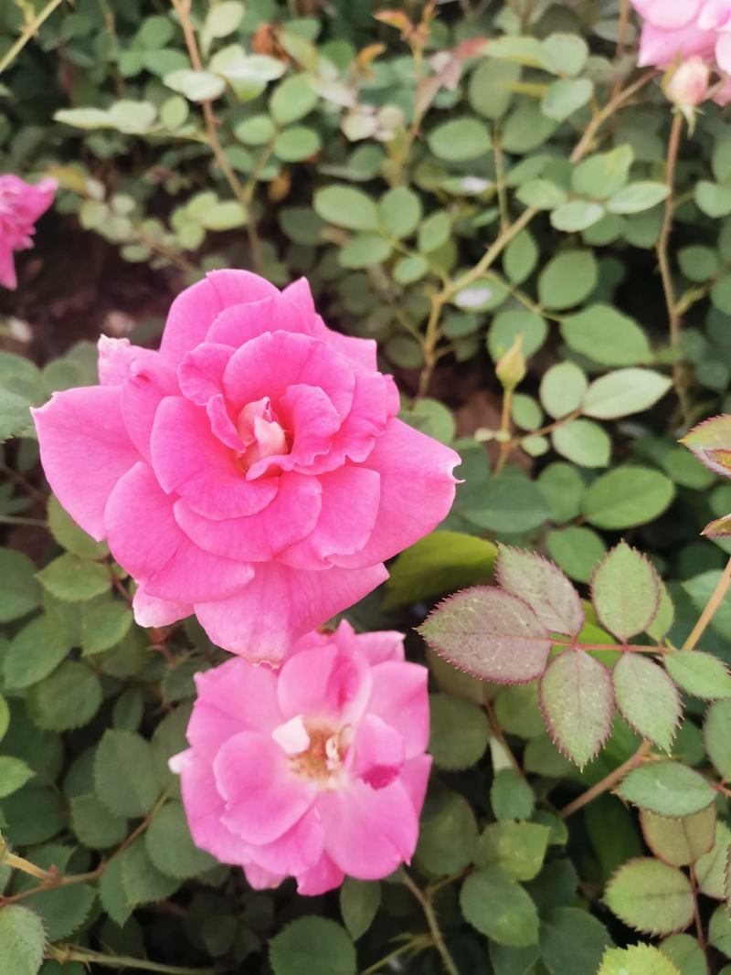 营养杯丰花月季陕西月季仙境粉花月季多分枝月季