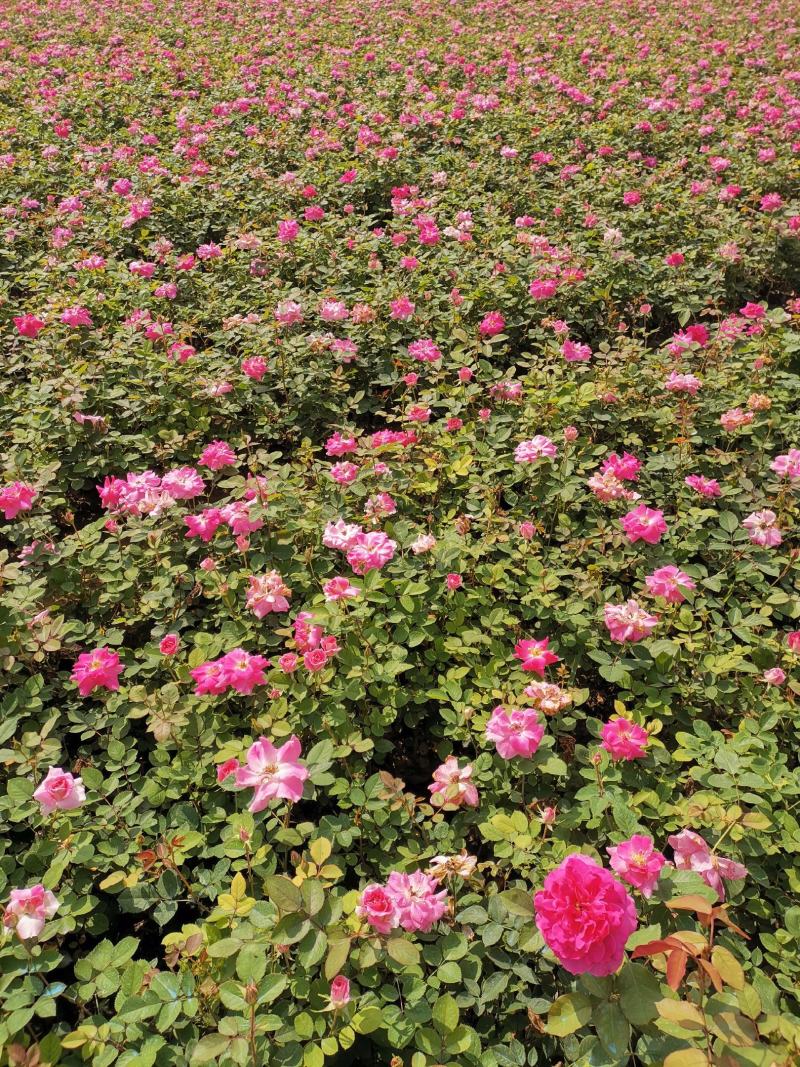 营养杯丰花月季陕西月季仙境粉花月季多分枝月季