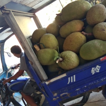 产地大量精品黄肉干包菠萝蜜产地直供，有需要老板前来定购