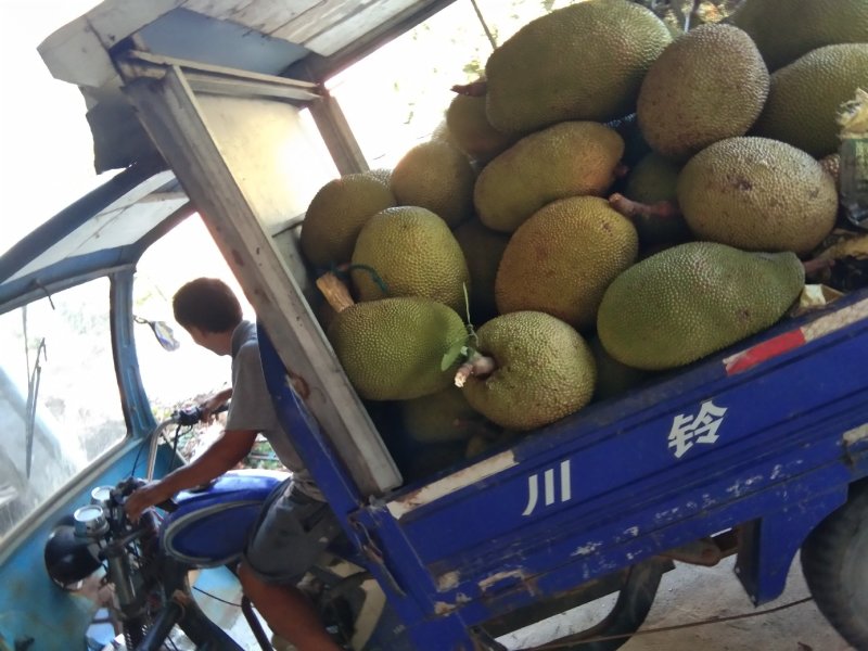 产地大量精品黄肉干包菠萝蜜产地直供，有需要老板前来定购