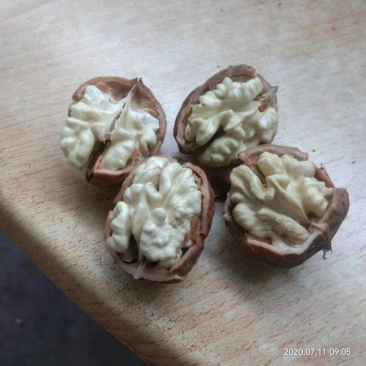 大凉山新鲜核桃