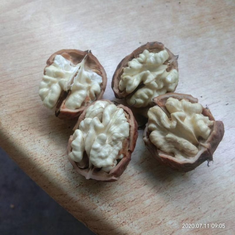 大凉山新鲜核桃