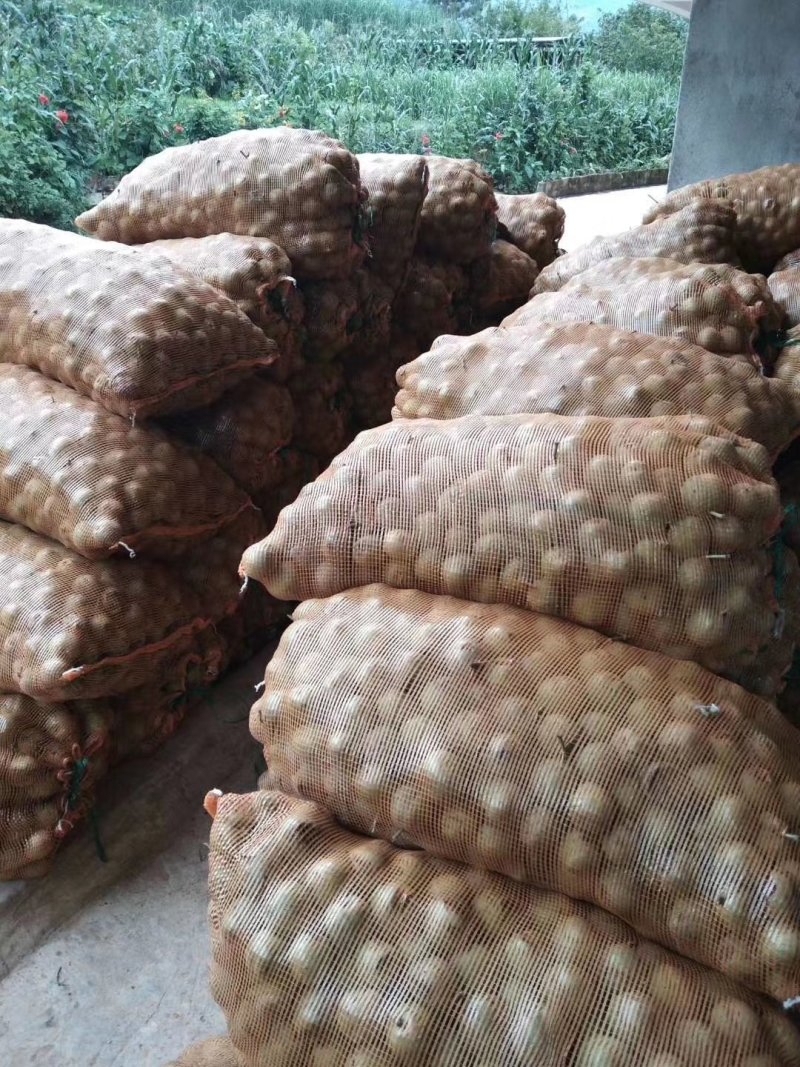 大凉山新鲜核桃