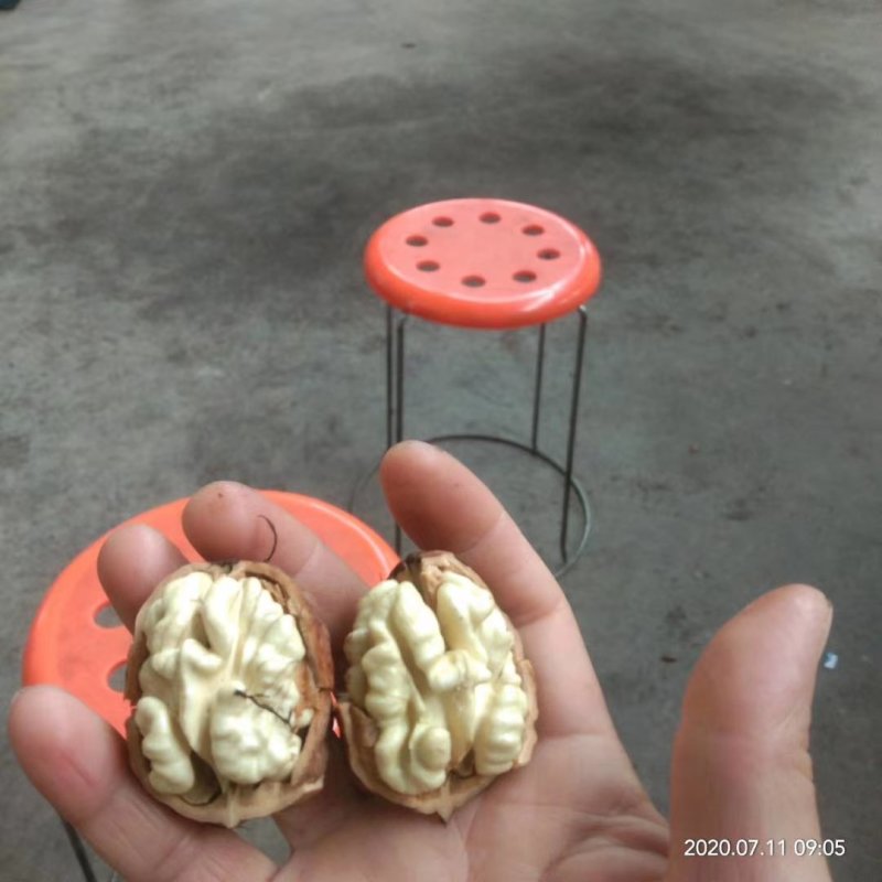 大凉山新鲜核桃