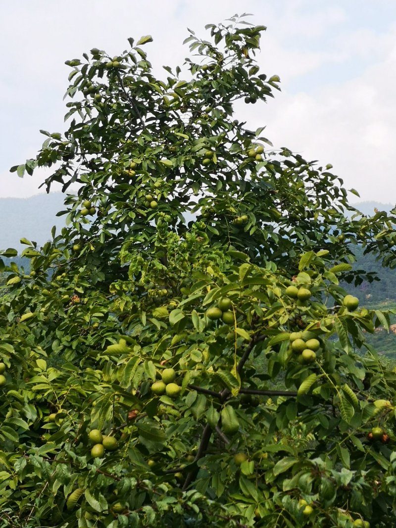 大凉山新鲜核桃