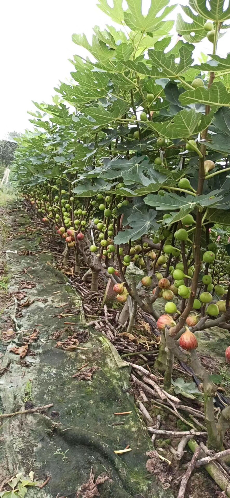 金华玻姬红无花果，多年代办经验。果实质量把关