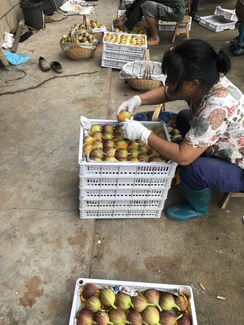 金华玻姬红无花果，多年代办经验。果实质量把关