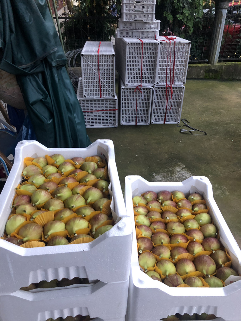 金华玻姬红无花果，多年代办经验。果实质量把关