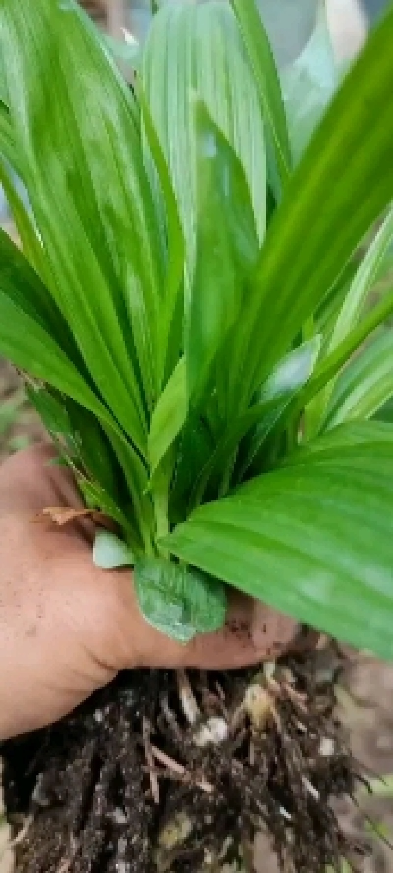 纯紫花三叉大白芨，白芨种苗，白芨苗，包教技术包成活。提供