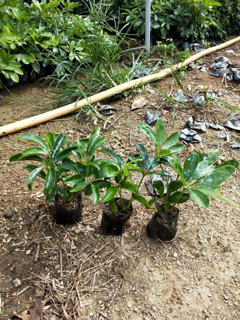 鸭脚木三斤袋，物美价廉，也有七斤袋销售
